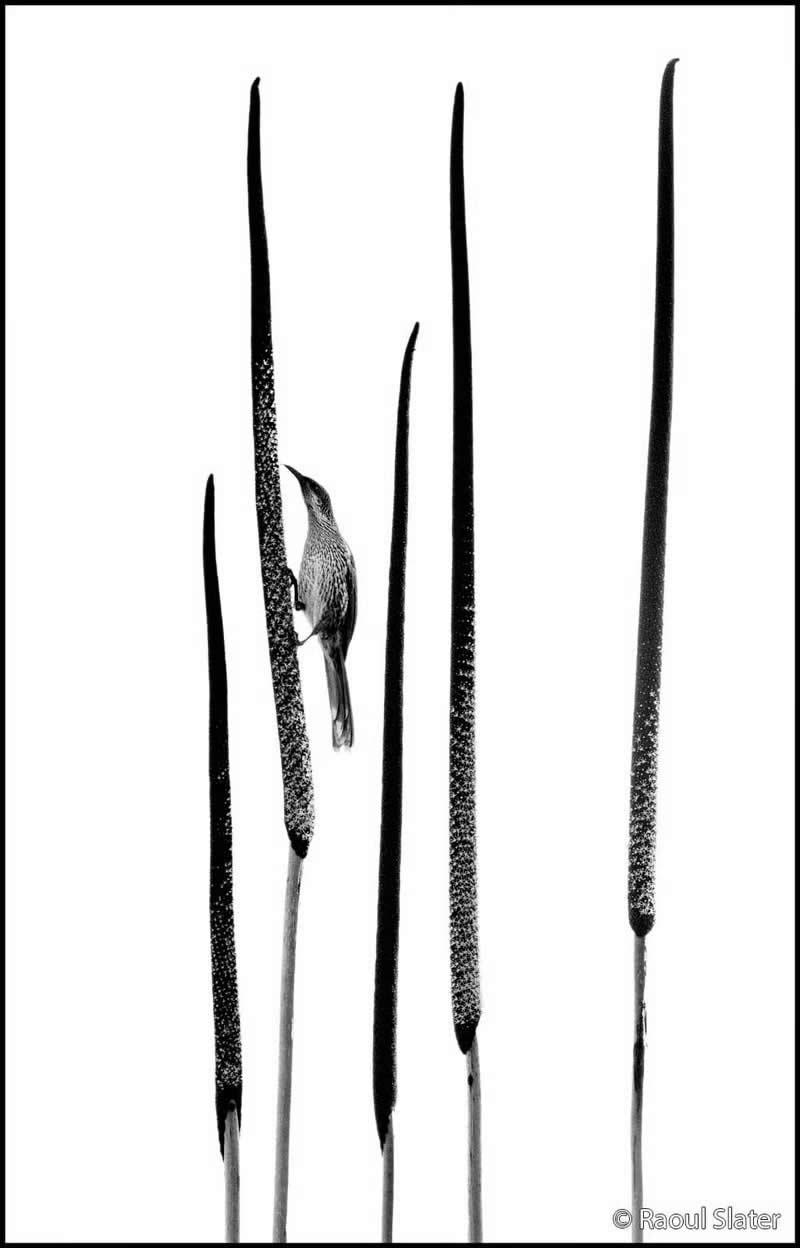Monochrome: Grass Tree and Wattlebird by Raoul Slater - Australian Geographic Nature Photographer of the Year 2026 Shortlists