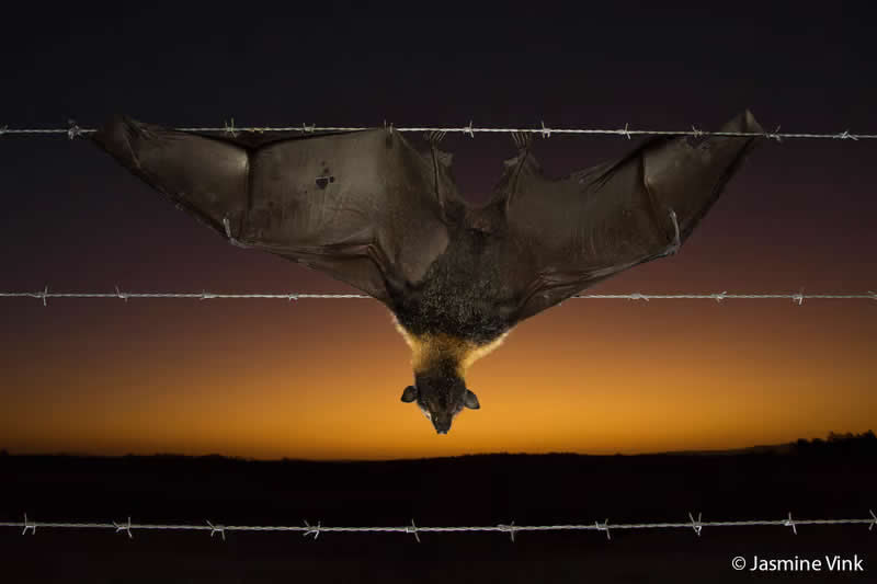 Our Impact: Caught Between Sky and Barbs by Jasmine Vink - Australian Geographic Nature Photographer of the Year 2026 Shortlists