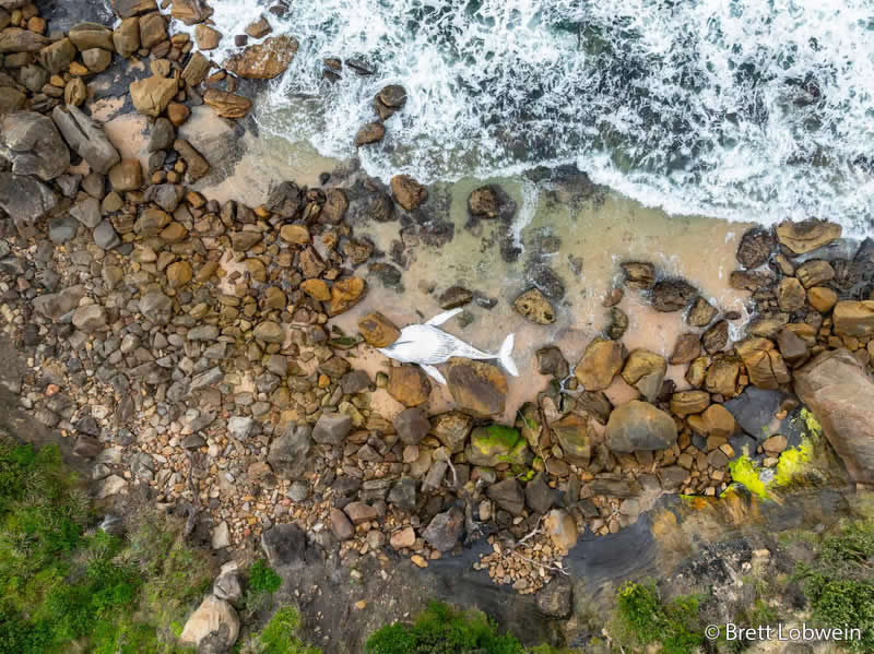 Our Impact: Net&rsquo;s Toll by Brett Lobwein - Australian Geographic Nature Photographer of the Year 2026 Shortlists