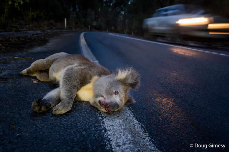 Our Impact: Koalas Are Dying for You to Slow Down by Doug Gimesy - Australian Geographic Nature Photographer of the Year 2026 Shortlists