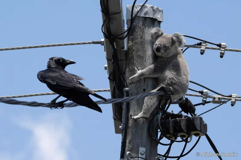 Our Impact: Koala In Trouble by Michael Snedic - Australian Geographic Nature Photographer of the Year 2026 Shortlists
