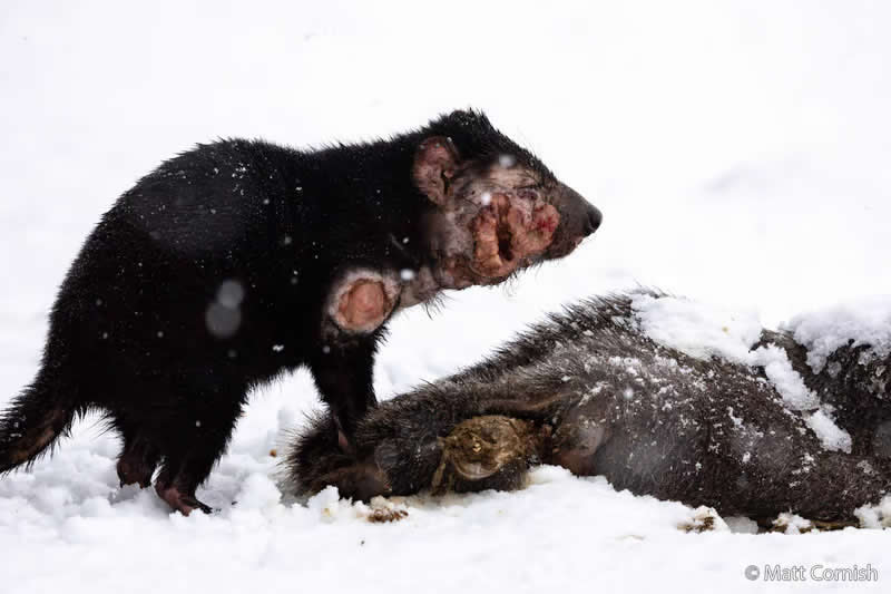 Threatened Species: Resilience &ndash; A Fight for Survival by Matt Cornish - Australian Geographic Nature Photographer of the Year 2026 Shortlists