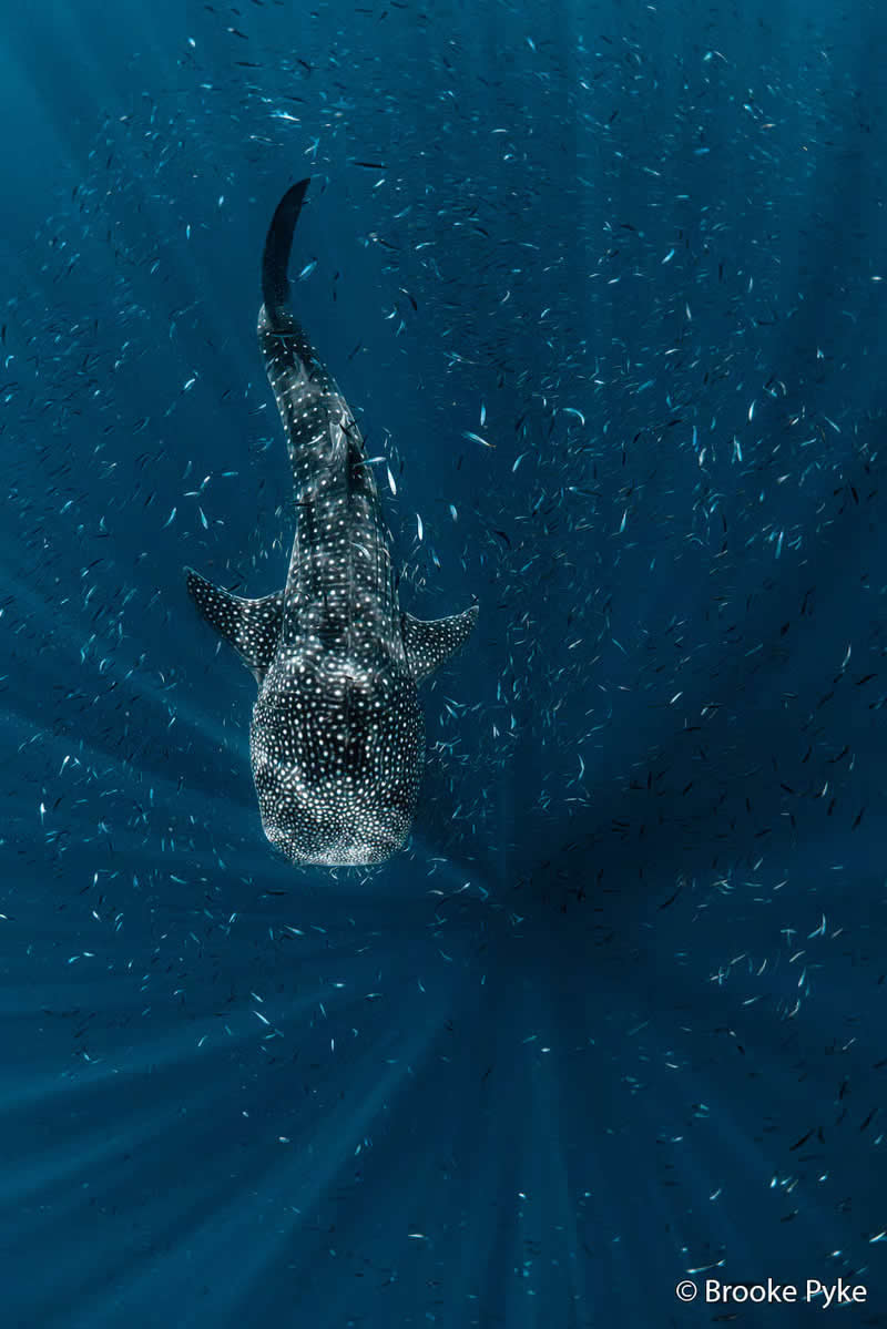 Threatened Species: Shimmers in the Blue by Brooke Pyke - Australian Geographic Nature Photographer of the Year 2026 Shortlists