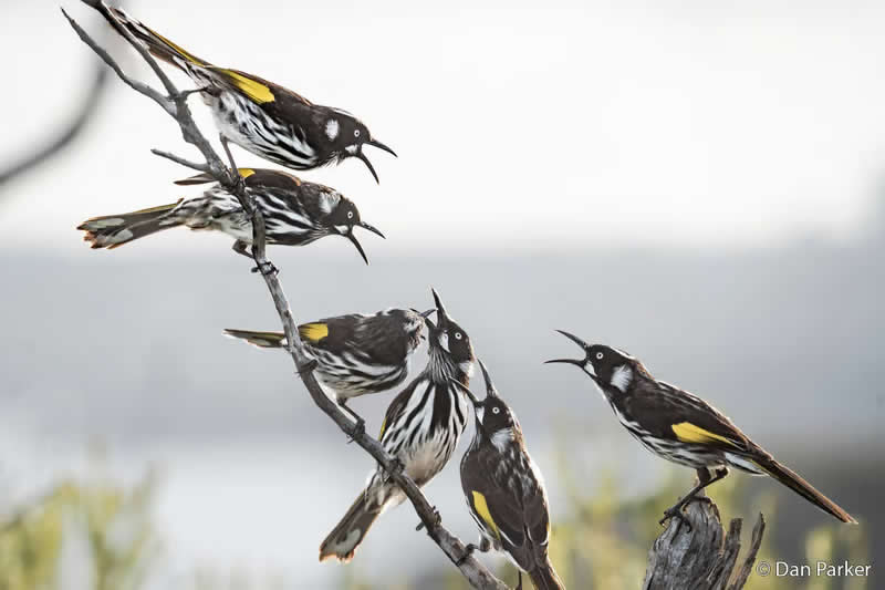 Junior: Chattering Honeyeaters by Dan Parker - Australian Geographic Nature Photographer of the Year 2026 Shortlists