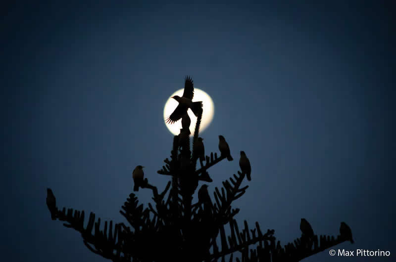 Junior: Miners and the Moon by Max Pittorino - Australian Geographic Nature Photographer of the Year 2026 Shortlists