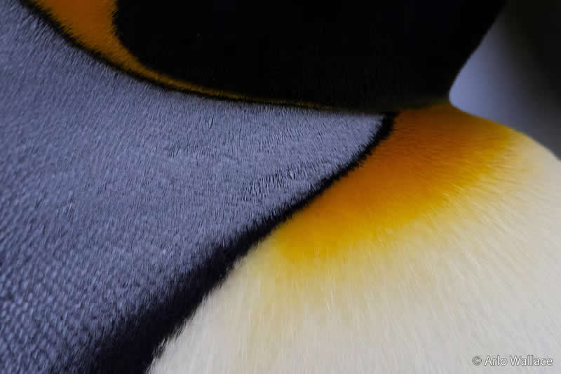 Junior: The King&rsquo;s Plumage by Arlo Wallace - Australian Geographic Nature Photographer of the Year 2026 Shortlists