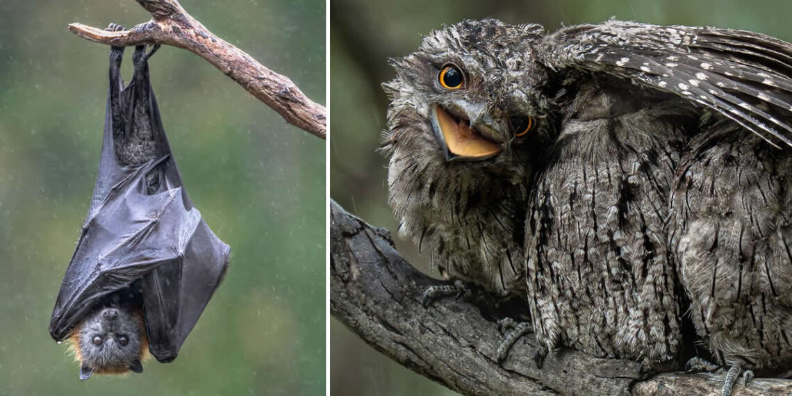 Australian Geographic Nature Photographer of the Year 2026 Shortlists