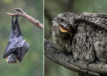Australian Geographic Nature Photographer of the Year 2026 Shortlists