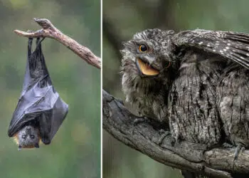 Australian Geographic Nature Photographer of the Year 2026 Shortlists