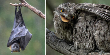 Australian Geographic Nature Photographer of the Year 2026 Shortlists