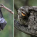 Australian Geographic Nature Photographer of the Year 2026 Shortlists