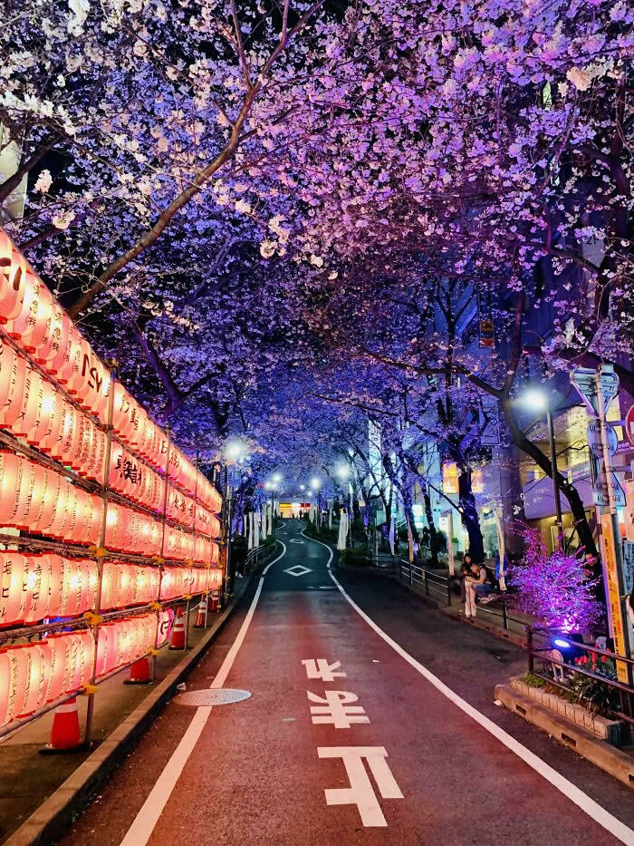 A peaceful street lined with glowing lanterns and blooming cherry blossom trees at night, illuminated in purple and pink hues, creating a magical tunnel of spring blossoms.