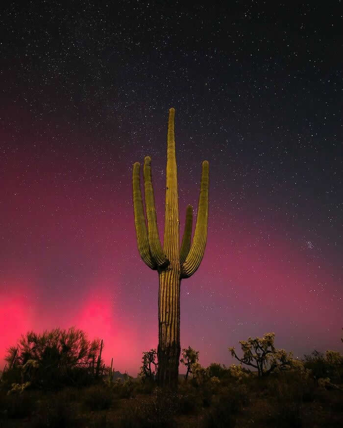 A tall saguaro cactus stands beneath a star-filled night sky with a glowing crimson horizon, surrounded by desert vegetation in a peaceful nighttime landscape.