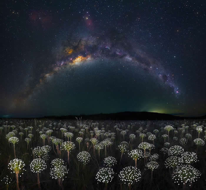 A field of glowing white wildflowers stretches beneath a magnificent arch of the Milky Way, with countless stars illuminating the peaceful nighttime landscape.