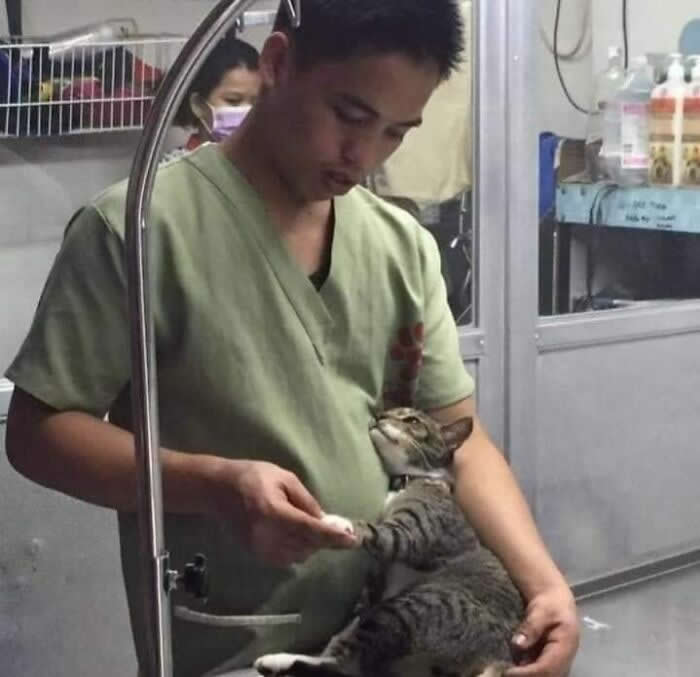 A cat gently reaches out to hold the hand of a veterinary caregiver, gazing up with trust and affection during treatment, capturing a touching bond between humans and animals.