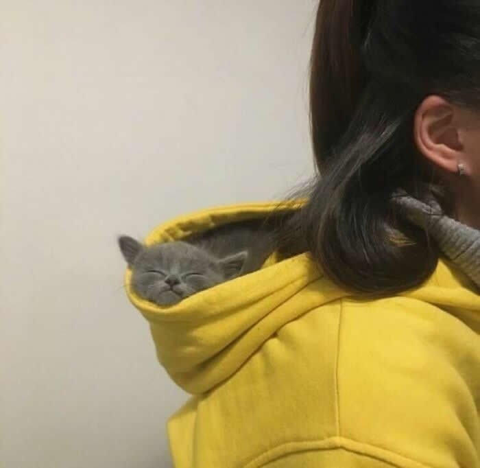 A small gray kitten sleeps peacefully inside the hood of a person&rsquo;s yellow sweatshirt, nestled close for warmth and comfort, illustrating the gentle bond between humans and animals.