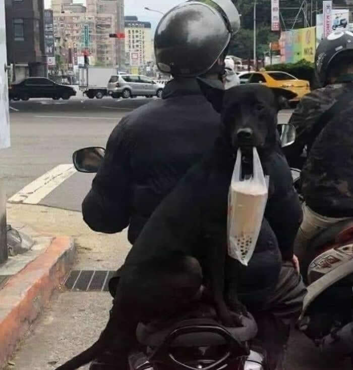 A black dog sits comfortably behind a person riding a scooter in a busy city street, calmly traveling alongside its companion and highlighting the strong bond of trust, loyalty, and friendship between humans and animals.