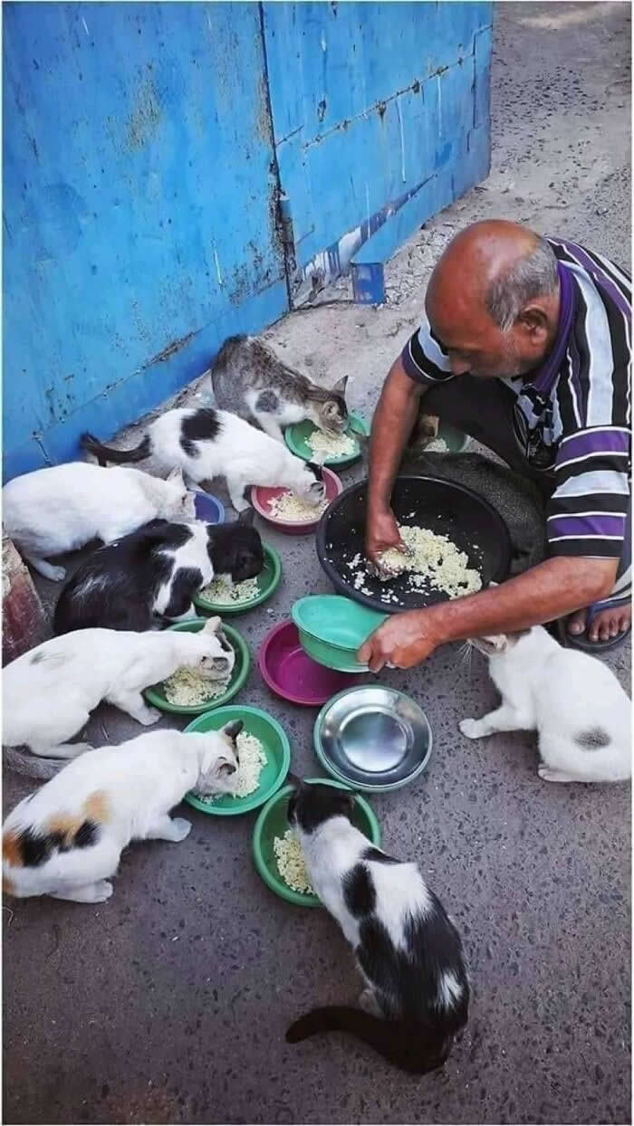 A man kneels on a street beside multiple cats, carefully serving food into individual bowls as the cats gather around to eat, illustrating compassion, responsibility, and the strong bond between humans and animals.