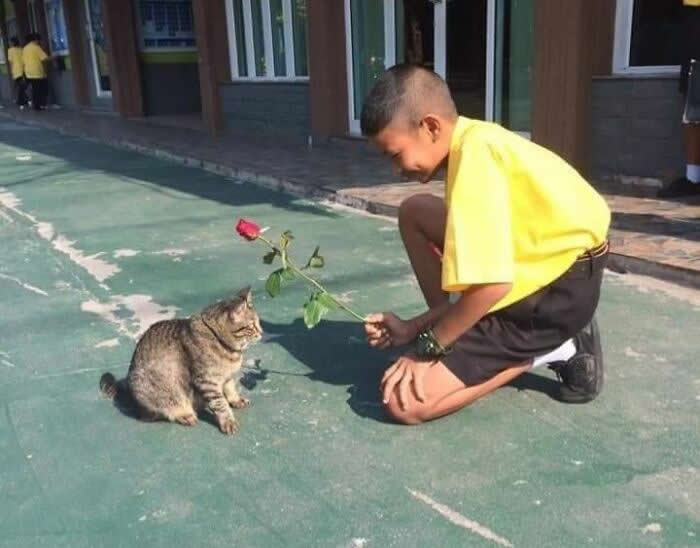 A young boy kneels on a playground surface, smiling as he offers a red rose to a sitting tabby cat, capturing a tender moment of curiosity, trust, and friendship between humans and animals.