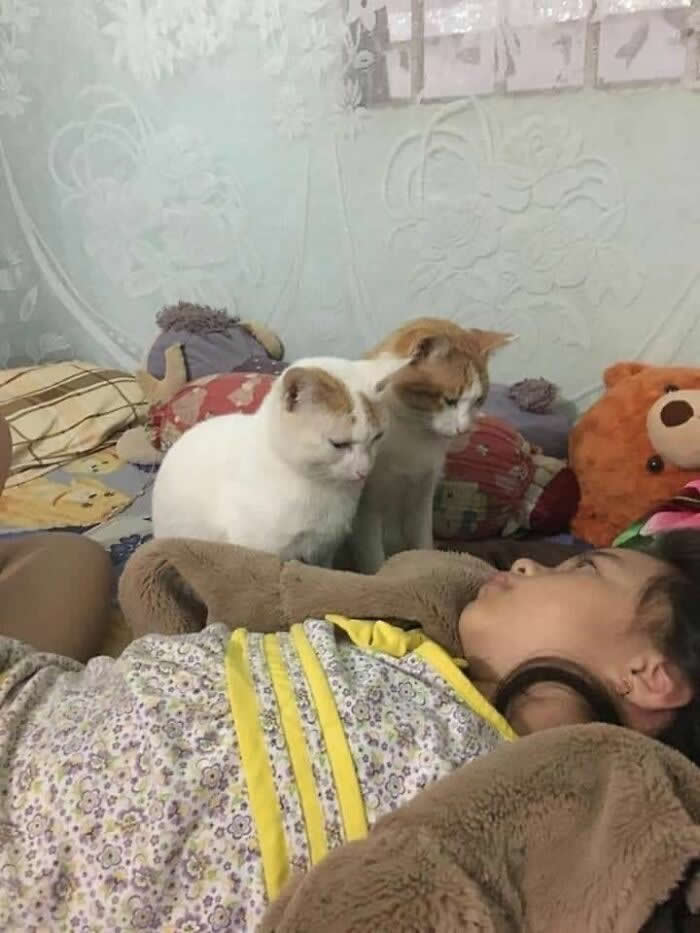 A young child rests on a bed while two cats sit closely beside her, calmly watching over her in a touching scene that reflects trust, affection, and the deep bond between humans and animals.