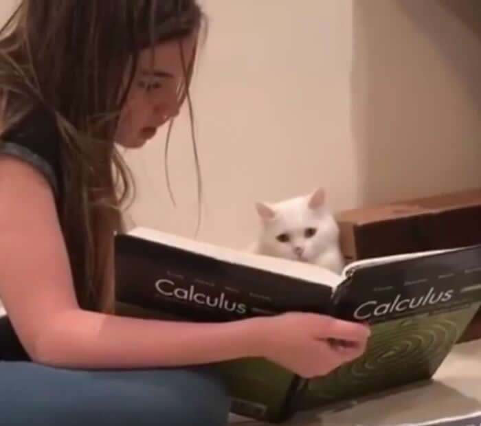 A young girl reads a calculus textbook while a white cat sits attentively beside her, appearing to follow along, capturing a charming moment of companionship, curiosity, and the special bond between humans and animals.