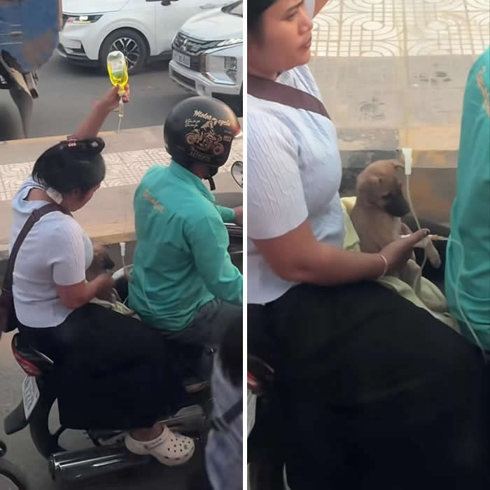 A woman rides on the back of a motorcycle while gently holding a puppy receiving fluids from an IV bag, carefully supporting and comforting the animal during transport, highlighting compassion, responsibility, and the deep bond between humans and animals.