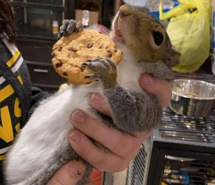 A person gently holds a squirrel that clutches a large cookie with both paws, appearing excited and content, capturing a playful moment of trust, affection, and the special bond between humans and animals.