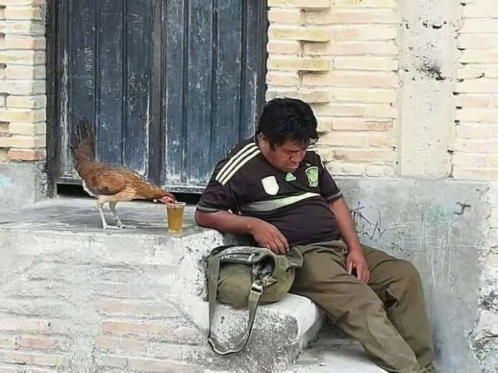 A man rests on a stone doorstep while a chicken stands beside him, sharing a drink from a nearby cup, creating a touching scene that reflects companionship, trust, and the unique bond between humans and animals.