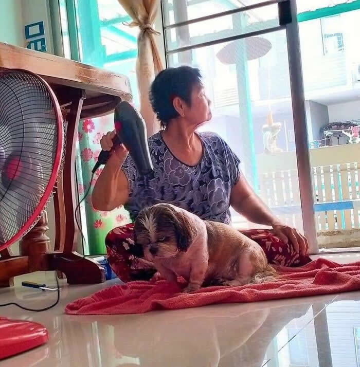 A woman sits on the floor beside a small dog resting on a towel, gently drying and grooming the dog with a hair dryer, capturing a warm moment of care, trust, and companionship between humans and animals.