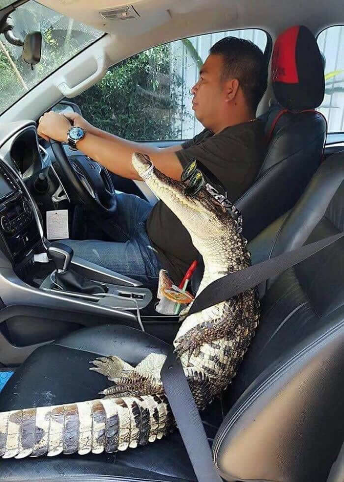 A person drives a vehicle while a crocodilian sits securely in the front passenger seat wearing a seatbelt, creating an unusual yet striking image that highlights trust, companionship, and the diverse ways humans can form bonds with animals.