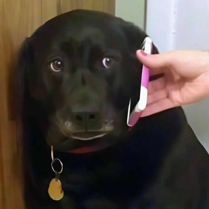 A black dog gazes attentively while a person holds a smartphone to its ear, creating a playful and heartwarming moment that reflects the close bond, trust, and companionship shared between humans and animals.