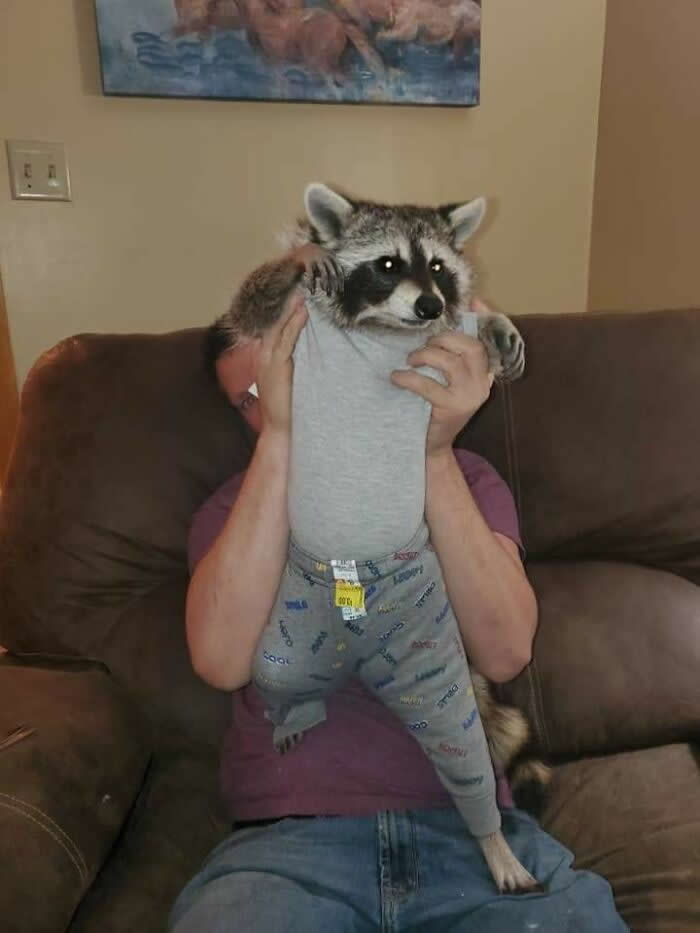 A person sits on a couch holding a raccoon dressed in a gray outfit, embracing it affectionately in a playful and heartwarming scene that highlights trust, companionship, and the unique bond between humans and animals.