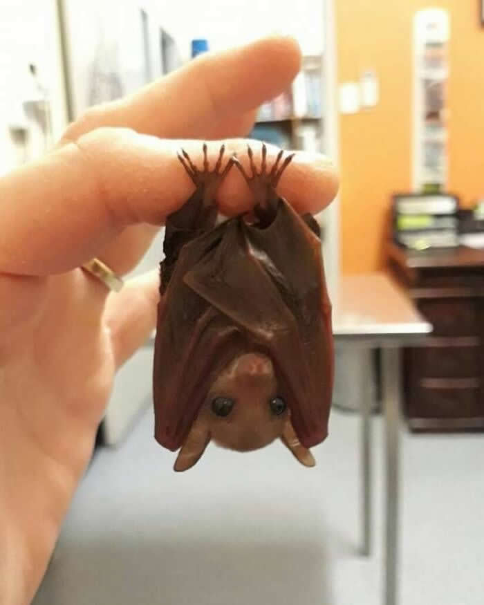 A fruit bat hangs upside down from a person&rsquo;s fingers indoors, appearing calm and secure while being gently supported, illustrating trust, care, and the unique bond that can exist between humans and wildlife.