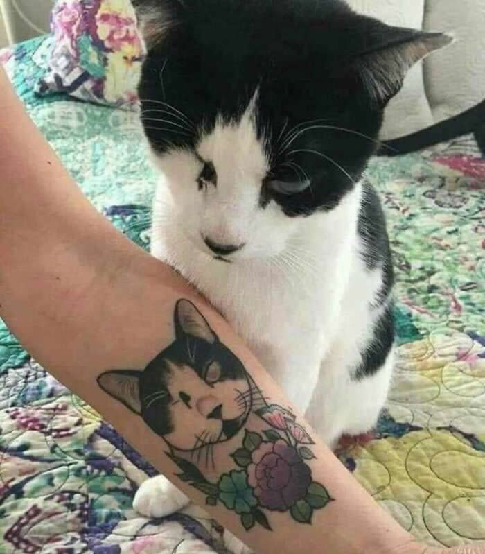 A black-and-white cat sits closely beside a person&rsquo;s arm, attentively looking at a tattoo that resembles the cat&rsquo;s face surrounded by flowers, capturing a touching moment that reflects love, remembrance, and the deep bond between humans and animals.