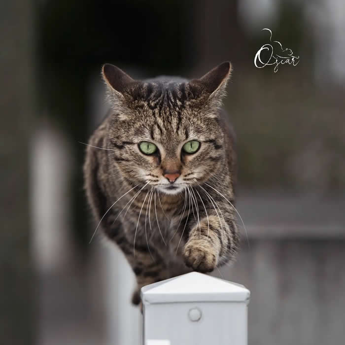 Tabby cat with green eyes balancing on a white fence post, captured in sharp focus with a blurred background, showcasing feline agility and grace.