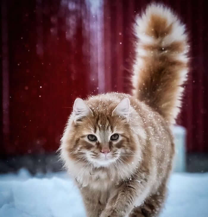 Long-haired ginger and white cat walking through snow with a fluffy tail raised high, surrounded by falling snowflakes against a red background.