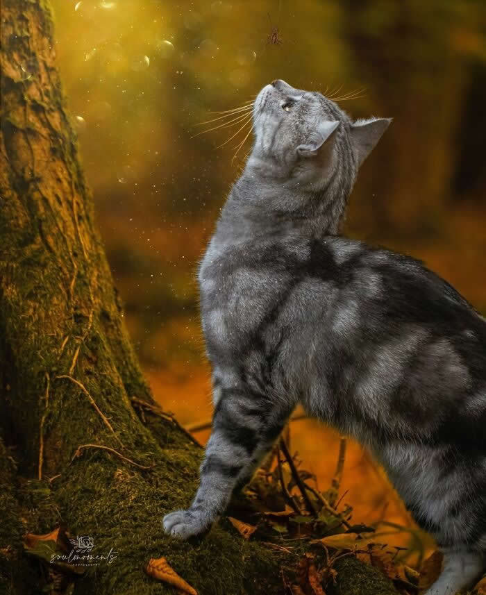 Silver tabby cat in a forest looking up at a spider hanging from a web near a mossy tree, surrounded by warm golden autumn colors and soft natural light.