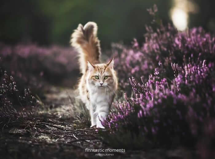 Long-haired ginger cat walking through a field of purple heather flowers, captured with soft light and shallow depth of field in a peaceful natural setting.