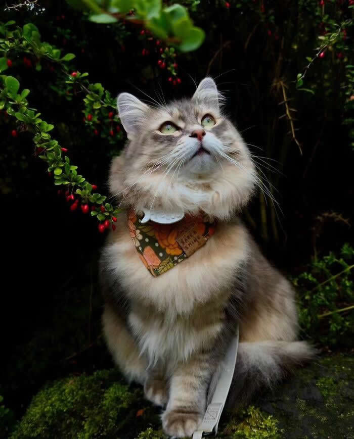 Long-haired fluffy cat with green eyes and a floral bandana sitting in a forest garden, looking upward among green leaves and red berries.