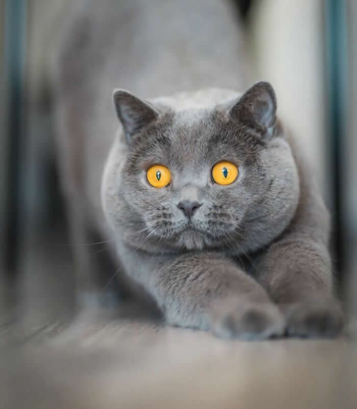 Gray British Shorthair cat with bright amber eyes crouching on a wooden surface, displaying an intense gaze and focused hunting posture.