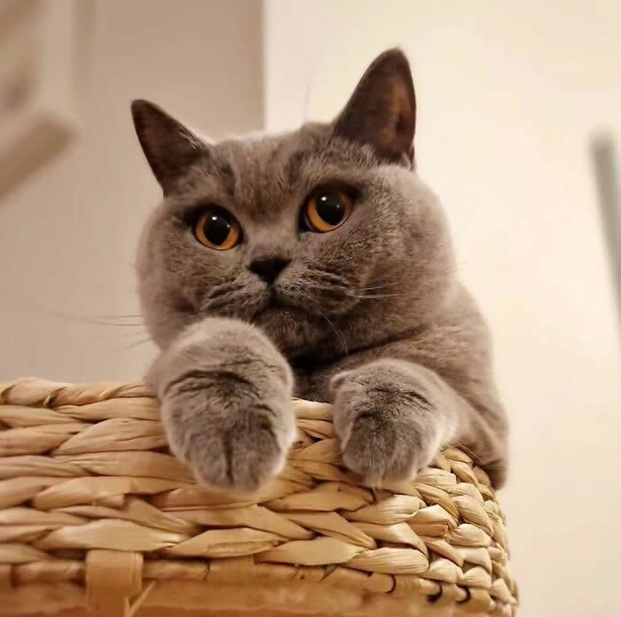 Gray British Shorthair cat with bright amber eyes relaxing in a wicker basket, resting its paws on the rim while looking curiously at the camera.