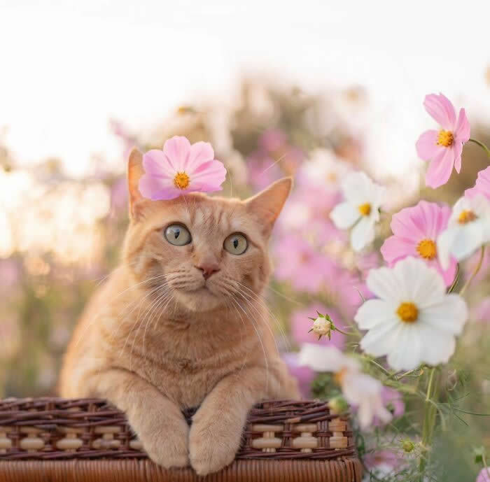 Orange tabby cat sitting in a wicker basket among pink and white cosmos flowers, wearing a pink flower on its head in a bright spring garden.