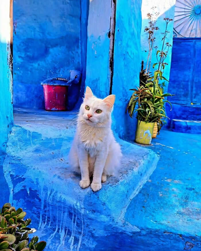 White long-haired cat sitting on blue steps in a colorful blue-painted courtyard, surrounded by potted plants and striking azure architecture.
