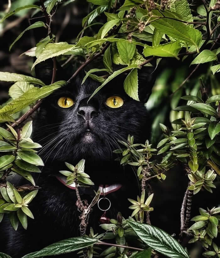 Black cat with bright yellow eyes hiding among green leaves and branches, creating a dramatic portrait of feline curiosity and natural camouflage.