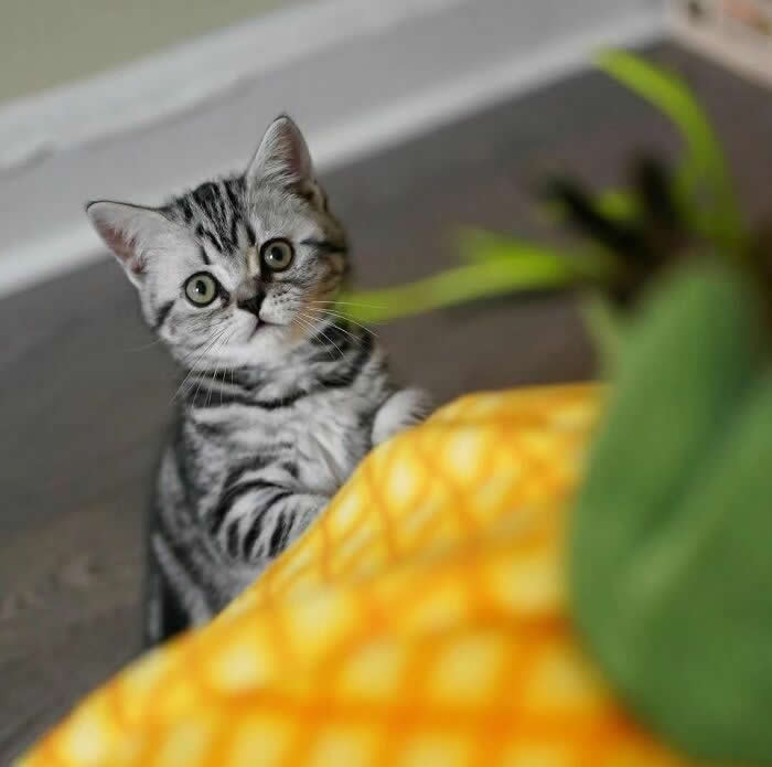 Cute silver tabby kitten looking curiously at a pineapple, standing upright with wide eyes and playful expression in an indoor environment.