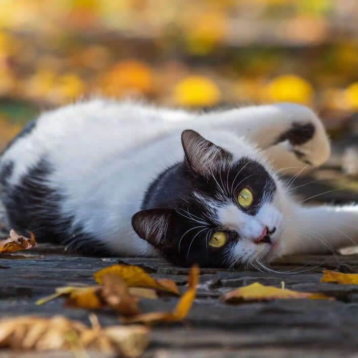 Black and white cat relaxing on a leaf-covered stone pathway in autumn, surrounded by warm golden colors and fallen leaves, creating a peaceful seasonal portrait.