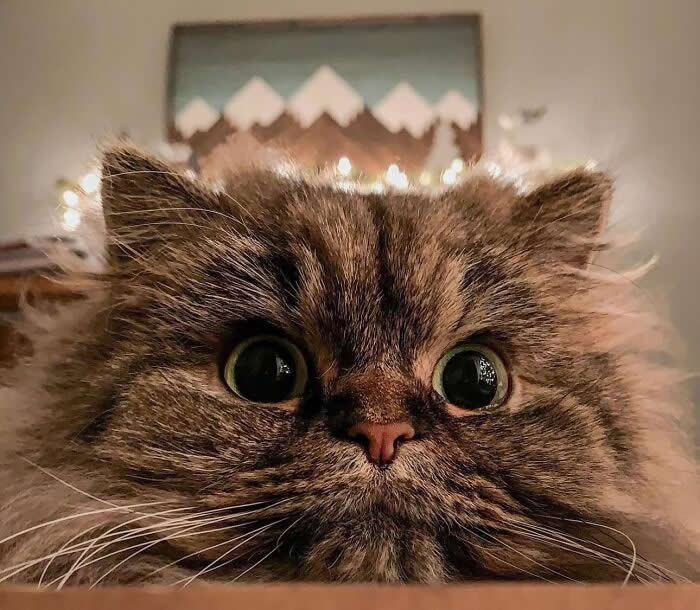 Close-up portrait of a fluffy Persian cat with large round eyes and long whiskers, resting indoors against a warm, softly blurred background.