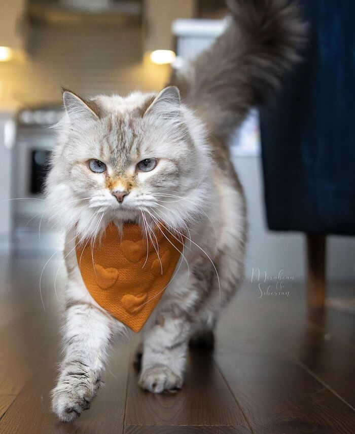 Long-haired cream cat with blue eyes and a brown bandana walking across a wooden floor, displaying a confident posture and elegant fluffy tail indoors.