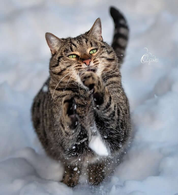 Tabby cat playing in the snow with paws raised in the air, surrounded by flying snowflakes and captured in an energetic winter action shot.