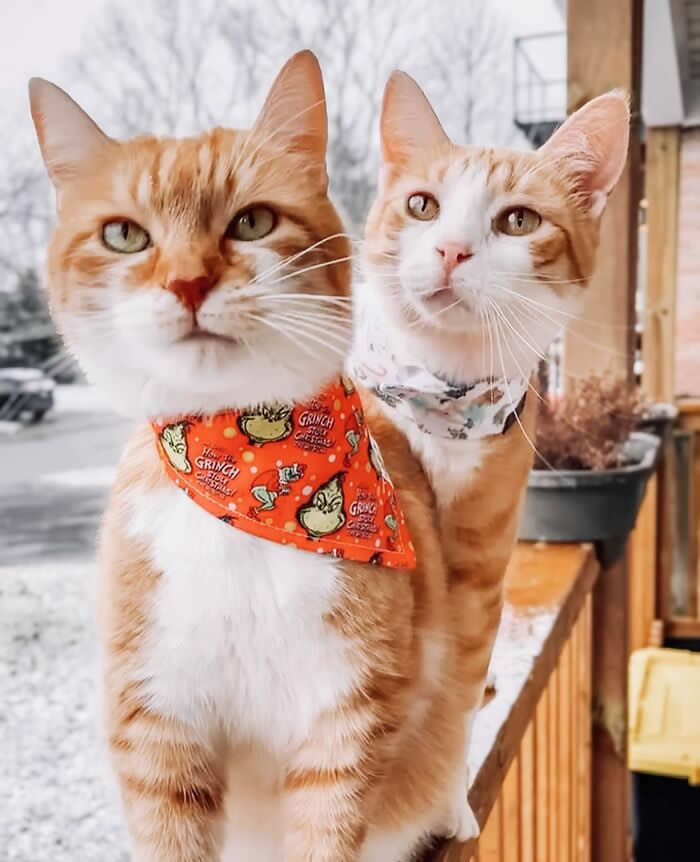 Two ginger tabby cats wearing bandanas posing together on a wooden porch railing, looking alert and curious in an outdoor winter setting.